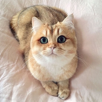 blonde cat