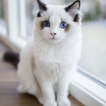 black and white cat