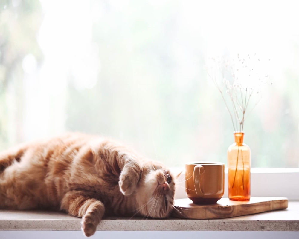 Orange cat with mug