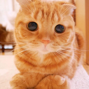 orange tabby cat