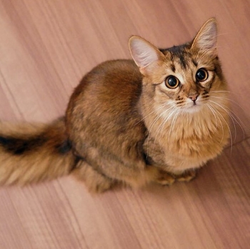 brown cat