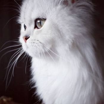 white cat
