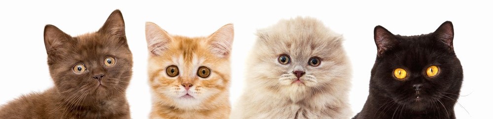 kittens