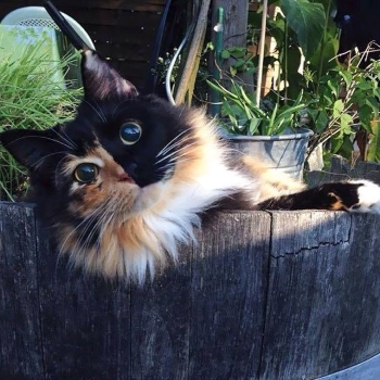 tortoise shell cat