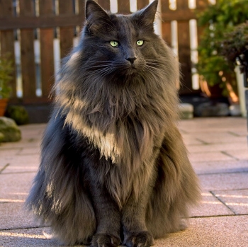 grey cat