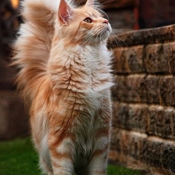 ginger cat
