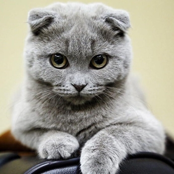 grey cat