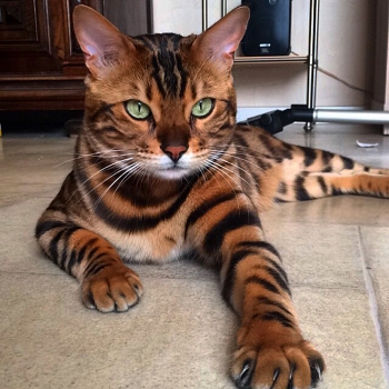 striped cat