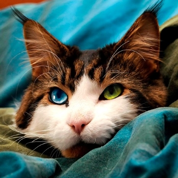 brown and white cat