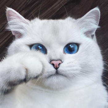 white cat